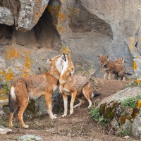 Loup d'Ethiopie: salutations matinales et louveteaux d'un mois