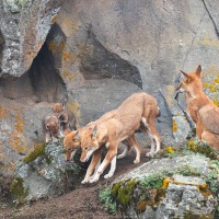 Loup d'Ethiopie: fadultes et les 2 louveteaux d'un mois