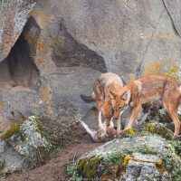 Loup d'Ethiopie: femelles et louveteaux d'un mois