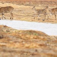 Nyala des montagnes venant s'abreuver