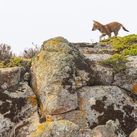 Loup d'Ethiopie: louveteau au jeu