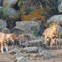 Loup d'Ethiopie: deux femelles et les louveteaux de 2 mois du clan