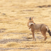 Loup d'Ethiopie: observation