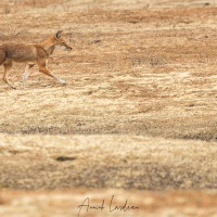 Loup d'Ethiopie: déambulation