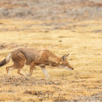 Loup d'Ethiopie: en chasse