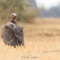 Vautour charognard