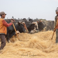 Moisson: égrainage du teff