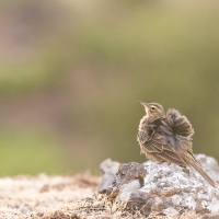 Pipit rousseline