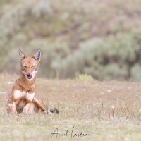 Loup d'Ethiopie