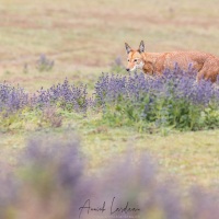 Loup d'Ethiopie