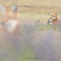 Loup d'Ethiopie: passage d\'un congénère