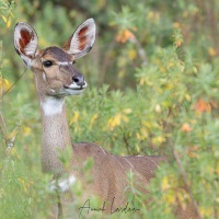 Nyala des montagnes: femelle