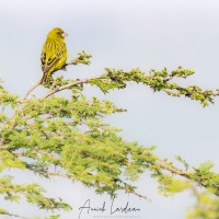Serin d'Abyssinie