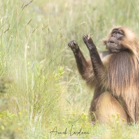 Gélada: nourrissage