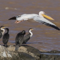 Pélican blanc et cormorans à poitrine blanche