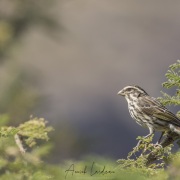 Serin strié