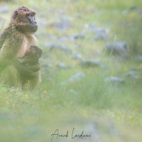 Gélada: femelle protégeant son petit de la pluie