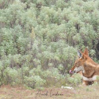 Loup d'Ethiopie dans un buisson