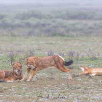 Loup d'Ethiopie: réveil du trio