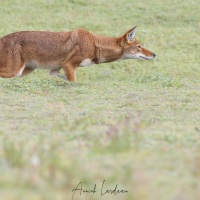 Loup d'Ethiopie: en chasse