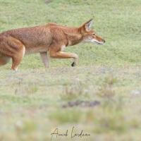 Loup d'Ethiopie: en chasse