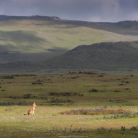 Loup d'Ethiopie dans son biotope