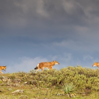 Loup d'Ethiopie: rencontre sur la crête