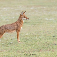 Loup d'Ethiopie: quelle élégance