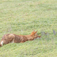 Loup d'Ethiopie: à l'affut