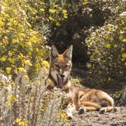 Loup d'Abyssinie dans le séneçon du Cap