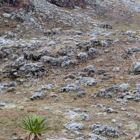 Paysage sur le plateau de Sanetti, parc national du Mont Balé