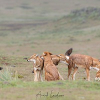 Loup d'Ethiopie: rencontre de la meute et calins