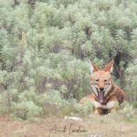 Loup d'Ethiopie baillant