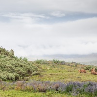 Loups d\'Ethiopie de bonne heure le matin