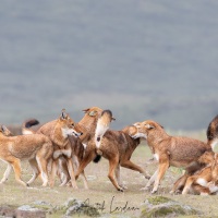 Loup d'Ethiopie: rencontre de la meute et calins
