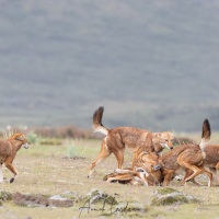 Loup d'Ethiopie: rencontre de la meute et calins