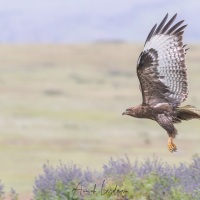 Augle des steppes à l'envol