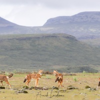 Loup d'Ethiopie: rencontre de la meute et calins
