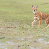 Loup d'Ethiopie: curieux mais pas témétaire