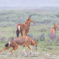 Loup d'Ethiopie: calins matinaux