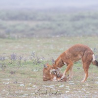 Loup d'Ethiopie: calins matinaux