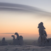 Parc national du Riisitunturi: "arbres candélabres"