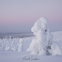 Parc national du Riisitunturi: "arbres candélabres" en fin de journée