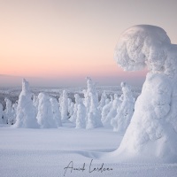 Parc national du Riisitunturi: "arbres candélabres" en fin de journée