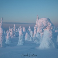 Parc national du Riisitunturi: "arbres candélabres"