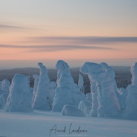 Parc national du Riisitunturi: "arbres candélabres"