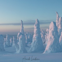 Parc national du Riisitunturi: "arbres candélabres"