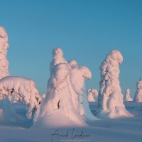 Parc national du Riisitunturi: "arbres candélabres"