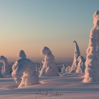 Parc national du Riisitunturi: "arbres candélabres"