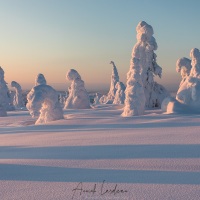 Parc national du Riisitunturi: "arbres candélabres"